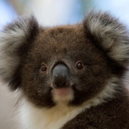 Bimbi Park - Camping Under Koalas Cape Otway Exterior photo