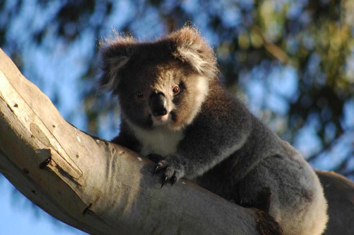 Bimbi Park - Camping Under Koalas Cape Otway Exterior photo