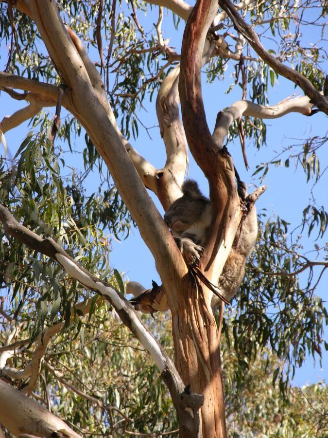 Bimbi Park - Camping Under Koalas Cape Otway Exterior photo