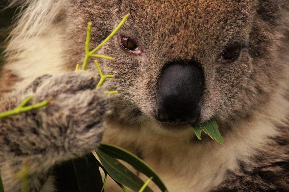 Bimbi Park - Camping Under Koalas Cape Otway Exterior photo